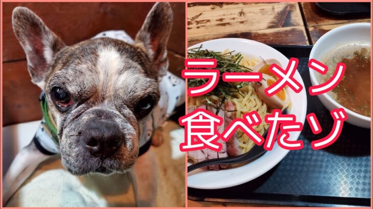 French Bulldog Chobo パパ＆ママとわんこOKのラーメン屋さんでつけ麺のおすそ分けもらう