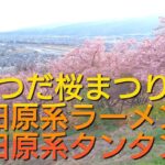 まつだ桜まつり(2024)とご当地ラーメン