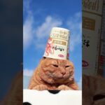 お取り寄せNIPPON　三重県産伊勢海老だし味噌ラーメン　のせ猫　240307 #のせ猫 #animal #ねこ