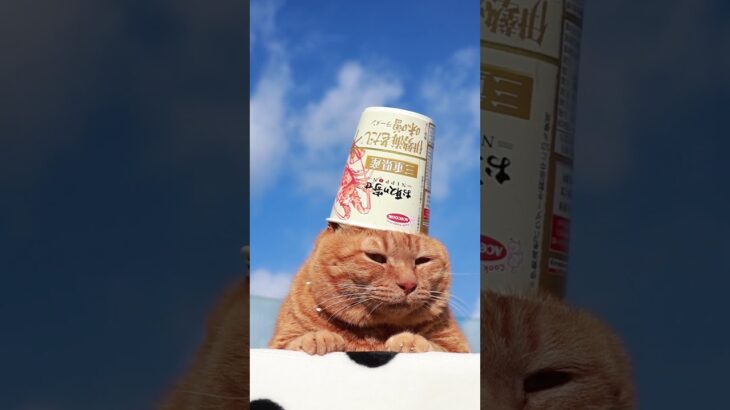 お取り寄せNIPPON　三重県産伊勢海老だし味噌ラーメン　のせ猫　240307 #のせ猫 #animal #ねこ